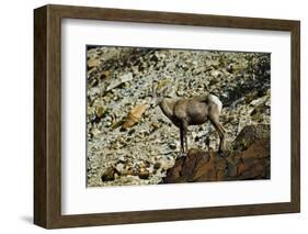 USA, California. Death Valley National Park Warm Springs Canyon, Big Horn Sheep-Bernard Friel-Framed Photographic Print