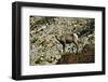 USA, California. Death Valley National Park Warm Springs Canyon, Big Horn Sheep-Bernard Friel-Framed Photographic Print