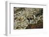 USA, California. Death Valley National Park Warm Springs Canyon, Big Horn Sheep-Bernard Friel-Framed Photographic Print