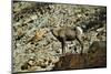 USA, California. Death Valley National Park Warm Springs Canyon, Big Horn Sheep-Bernard Friel-Mounted Photographic Print