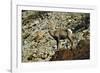 USA, California. Death Valley National Park Warm Springs Canyon, Big Horn Sheep-Bernard Friel-Framed Photographic Print