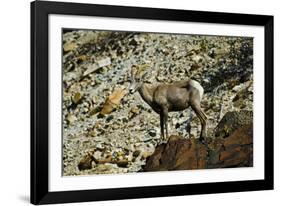 USA, California. Death Valley National Park Warm Springs Canyon, Big Horn Sheep-Bernard Friel-Framed Photographic Print