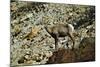 USA, California. Death Valley National Park Warm Springs Canyon, Big Horn Sheep-Bernard Friel-Mounted Photographic Print