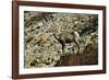 USA, California. Death Valley National Park Warm Springs Canyon, Big Horn Sheep-Bernard Friel-Framed Photographic Print