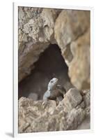 USA, California, Death Valley, Small lizard on the rock, Titus Canyon.-Kevin Oke-Framed Photographic Print