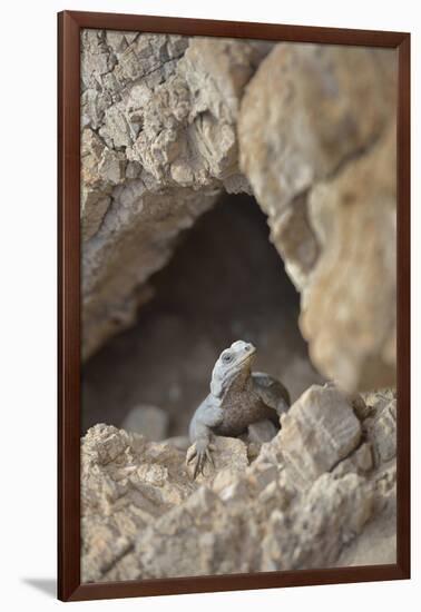 USA, California, Death Valley, Small lizard on the rock, Titus Canyon.-Kevin Oke-Framed Photographic Print