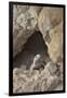 USA, California, Death Valley, Small lizard on the rock, Titus Canyon.-Kevin Oke-Framed Photographic Print