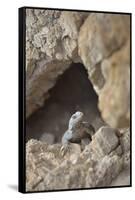 USA, California, Death Valley, Small lizard on the rock, Titus Canyon.-Kevin Oke-Framed Stretched Canvas