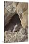 USA, California, Death Valley, Small lizard on the rock, Titus Canyon.-Kevin Oke-Stretched Canvas