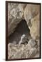 USA, California, Death Valley, Small lizard on the rock, Titus Canyon.-Kevin Oke-Framed Premium Photographic Print