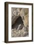 USA, California, Death Valley, Small lizard on the rock, Titus Canyon.-Kevin Oke-Framed Photographic Print