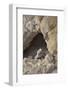 USA, California, Death Valley, Small lizard on the rock, Titus Canyon.-Kevin Oke-Framed Photographic Print