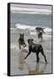 USA, California, Del Mar. Dogs Playing in Ocean at Dog Beach del Mar-Kymri Wilt-Framed Stretched Canvas