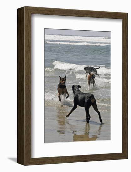 USA, California, Del Mar. Dogs Playing in Ocean at Dog Beach del Mar-Kymri Wilt-Framed Photographic Print