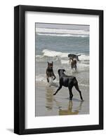 USA, California, Del Mar. Dogs Playing in Ocean at Dog Beach del Mar-Kymri Wilt-Framed Photographic Print