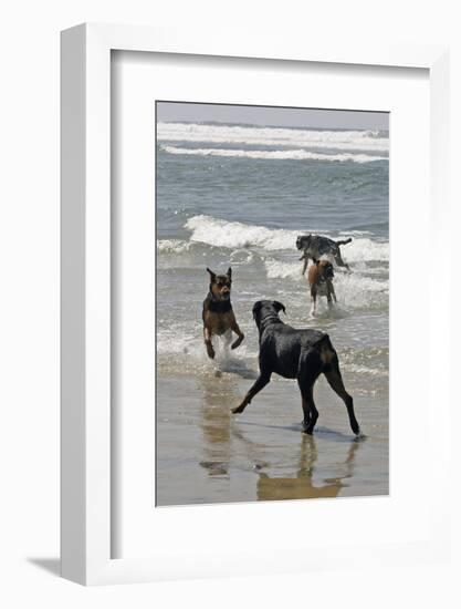 USA, California, Del Mar. Dogs Playing in Ocean at Dog Beach del Mar-Kymri Wilt-Framed Photographic Print