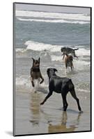 USA, California, Del Mar. Dogs Playing in Ocean at Dog Beach del Mar-Kymri Wilt-Mounted Photographic Print
