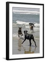 USA, California, Del Mar. Dogs Playing in Ocean at Dog Beach del Mar-Kymri Wilt-Framed Photographic Print