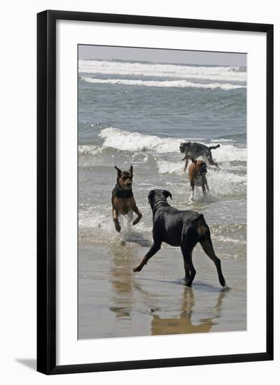 USA, California, Del Mar. Dogs Playing in Ocean at Dog Beach del Mar-Kymri Wilt-Framed Photographic Print