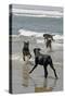 USA, California, Del Mar. Dogs Playing in Ocean at Dog Beach del Mar-Kymri Wilt-Stretched Canvas