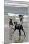 USA, California, Del Mar. Dogs Playing in Ocean at Dog Beach del Mar-Kymri Wilt-Mounted Photographic Print