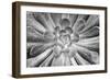 USA, California, Del Mar Succulents-John Ford-Framed Photographic Print