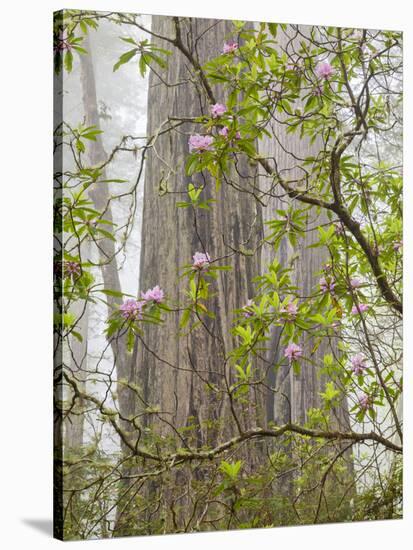 USA, California, Del Norte Coast Redwoods State Park, Blooming Rhododendrons in Fog with Redwoods-Ann Collins-Stretched Canvas