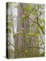 USA, California, Del Norte Coast Redwoods State Park, Blooming Rhododendrons in Fog with Redwoods-Ann Collins-Stretched Canvas
