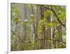 USA, California, Del Norte Coast Redwoods State Park, Blooming Rhododendrons in Fog with Redwoods-Ann Collins-Framed Photographic Print