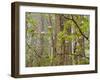 USA, California, Del Norte Coast Redwoods State Park, Blooming Rhododendrons in Fog with Redwoods-Ann Collins-Framed Photographic Print