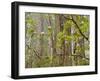 USA, California, Del Norte Coast Redwoods State Park, Blooming Rhododendrons in Fog with Redwoods-Ann Collins-Framed Photographic Print