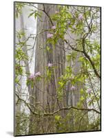 USA, California, Del Norte Coast Redwoods State Park, Blooming Rhododendrons in Fog with Redwoods-Ann Collins-Mounted Photographic Print