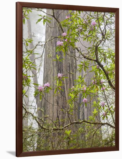 USA, California, Del Norte Coast Redwoods State Park, Blooming Rhododendrons in Fog with Redwoods-Ann Collins-Framed Photographic Print