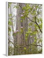 USA, California, Del Norte Coast Redwoods State Park, Blooming Rhododendrons in Fog with Redwoods-Ann Collins-Framed Photographic Print