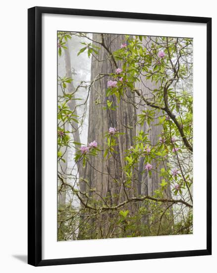 USA, California, Del Norte Coast Redwoods State Park, Blooming Rhododendrons in Fog with Redwoods-Ann Collins-Framed Photographic Print