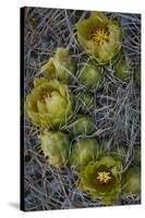 USA, California. Detail of California Barrel Cactus growing in Anza Borrego Desert State Park.-Judith Zimmerman-Stretched Canvas