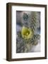 USA, California. Detail of Silver Cholla cactus flower in Anza-Borrego Desert State Park-Judith Zimmerman-Framed Photographic Print