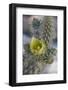 USA, California. Detail of Silver Cholla cactus flower in Anza-Borrego Desert State Park-Judith Zimmerman-Framed Photographic Print