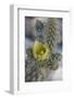 USA, California. Detail of Silver Cholla cactus flower in Anza-Borrego Desert State Park-Judith Zimmerman-Framed Photographic Print