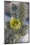 USA, California. Detail of Silver Cholla cactus flower in Anza-Borrego Desert State Park-Judith Zimmerman-Mounted Photographic Print