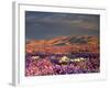USA, California, Dumont Dunes. a Rainbow over Desert Wildflowers-Jaynes Gallery-Framed Photographic Print