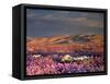 USA, California, Dumont Dunes. a Rainbow over Desert Wildflowers-Jaynes Gallery-Framed Stretched Canvas