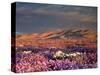 USA, California, Dumont Dunes. a Rainbow over Desert Wildflowers-Jaynes Gallery-Stretched Canvas