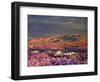 USA, California, Dumont Dunes. a Rainbow over Desert Wildflowers-Jaynes Gallery-Framed Photographic Print