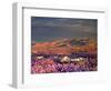 USA, California, Dumont Dunes. a Rainbow over Desert Wildflowers-Jaynes Gallery-Framed Photographic Print