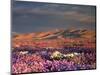 USA, California, Dumont Dunes. a Rainbow over Desert Wildflowers-Jaynes Gallery-Mounted Photographic Print