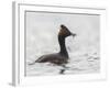 USA, California. Eared Grebe with Fish, Elkhorn Slough, Monterey Bay-Gary Luhm-Framed Photographic Print