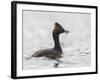 USA, California. Eared Grebe with Fish, Elkhorn Slough, Monterey Bay-Gary Luhm-Framed Photographic Print