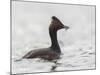 USA, California. Eared Grebe with Fish, Elkhorn Slough, Monterey Bay-Gary Luhm-Mounted Photographic Print