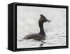 USA, California. Eared Grebe with Fish, Elkhorn Slough, Monterey Bay-Gary Luhm-Framed Stretched Canvas